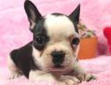 フレンチブルドッグ