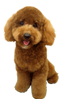 toypoodle1