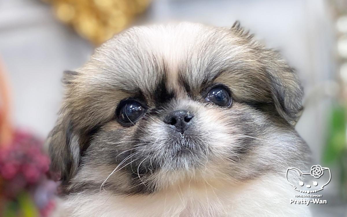 ペキニーズ パーティ | プリティー・ワン - 愛知県清須市のペットショップ