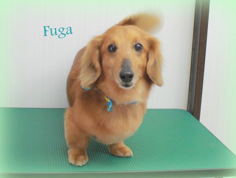 ＊ウメキフーガ150513