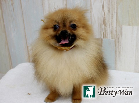 サカモトリン160624