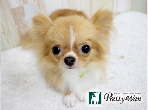 ウエノコテツ20160619