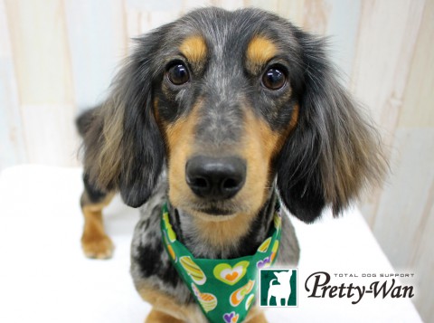 キムラトイ160627