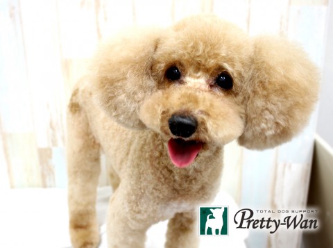 ヤナギハラロドニー160422