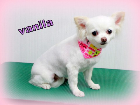 タカハシバニラクイーン150515