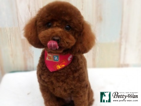 カタオカララ160402