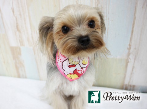 ゴトウココ160420