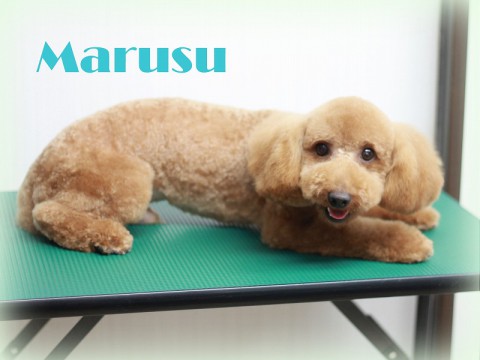 キタハラマルス1508121