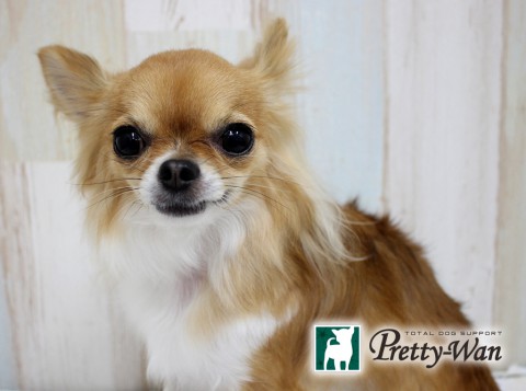 フジイクーヒメ160513