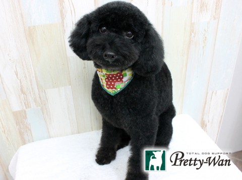 クマザキレオン160223