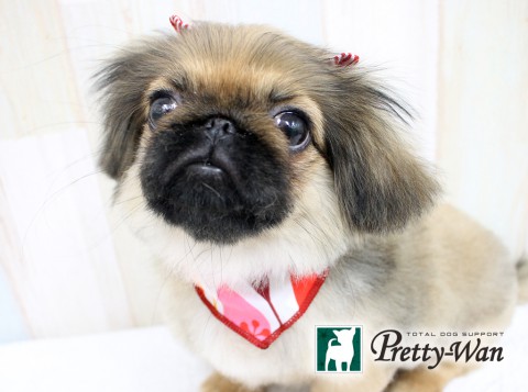 モリサクラ160525