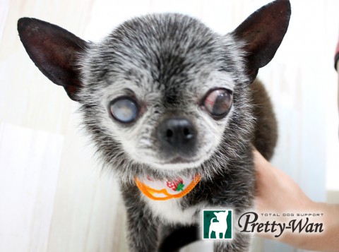 ホリキレコバ160502