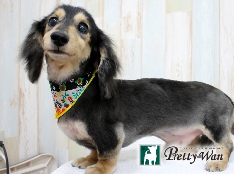 トウボウジョン160515