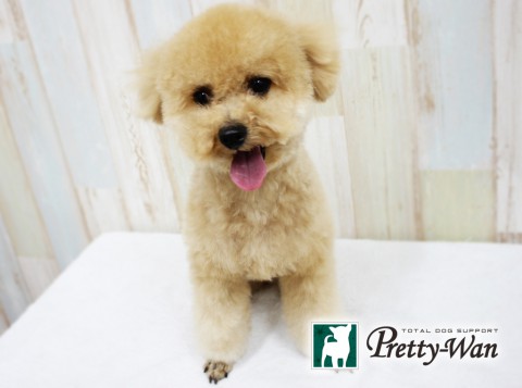 ワタイベクレープ160504