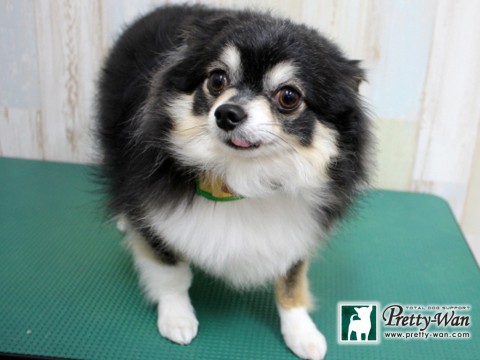 カツノアルス160125