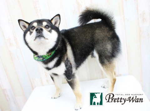 ナカノコタロー160420