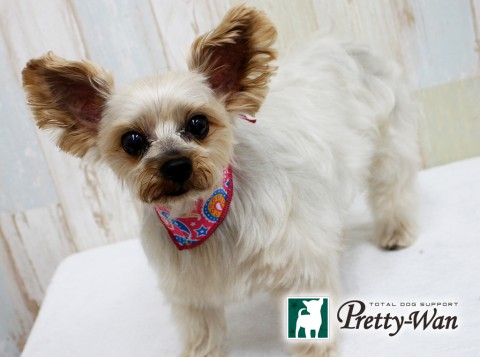 オカベハッピー160410