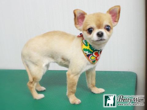 ヤマウチラブ151229