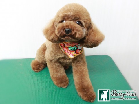 ヒガシダルル151231