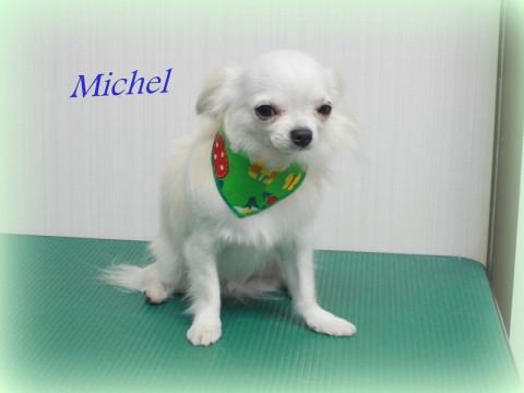 カトウミシェル150509