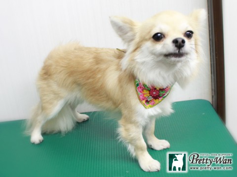 カトウリク151230