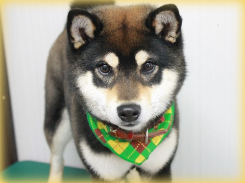 中野こたろう (2)