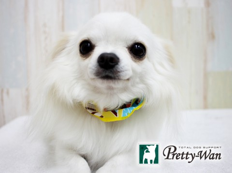 カトウミシェル160412