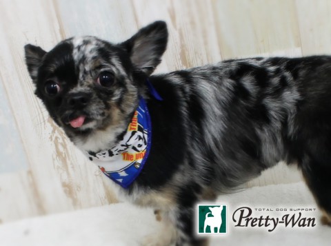 オオニシチビ160330