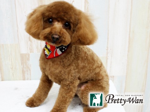 ハネピッピ160411