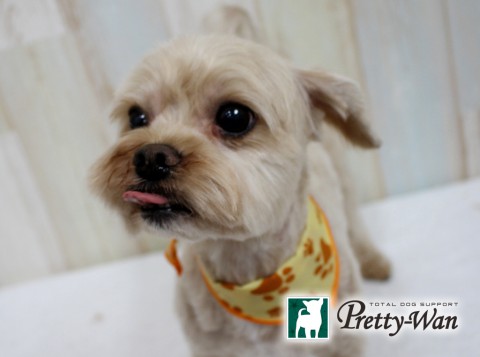 ナカジマブール160525