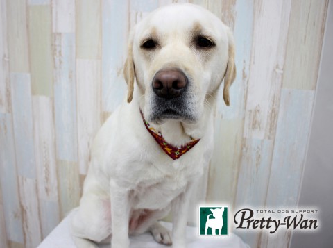 サトウココ160320