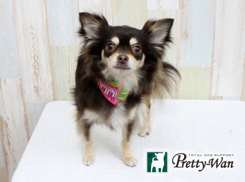 ホサチュラ160307