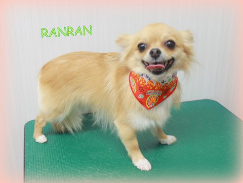 ＊市川ランラン