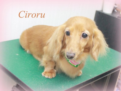 イケダチロル150510