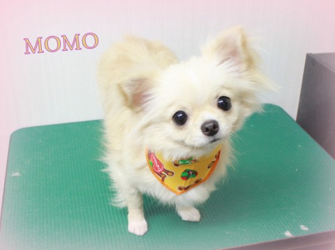 4月3日神田モモ