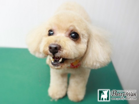 タカセリリー151229