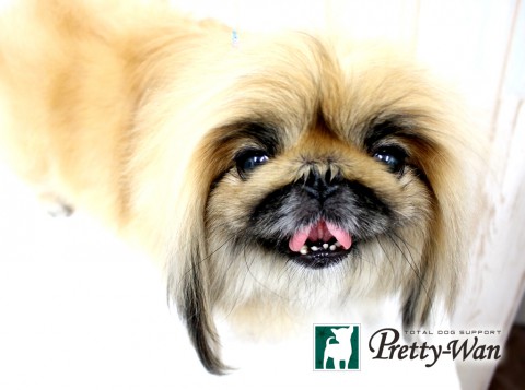 ヨシダチジミ160426