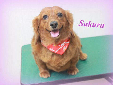 コバヤシサクラ150616