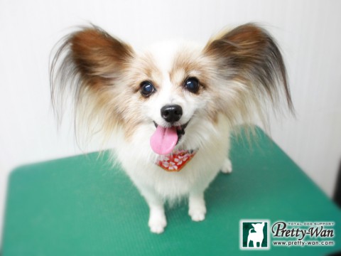 ニシカワカワナ151229