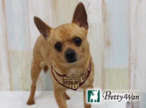 オオニシソラ160331