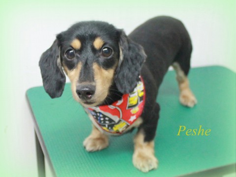 ハットリペシェ150525