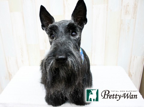 ニシオネオ160614