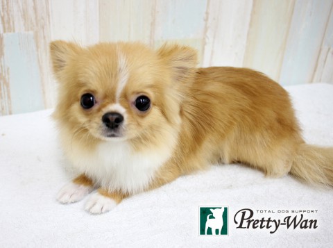 ウエノコテツ160220