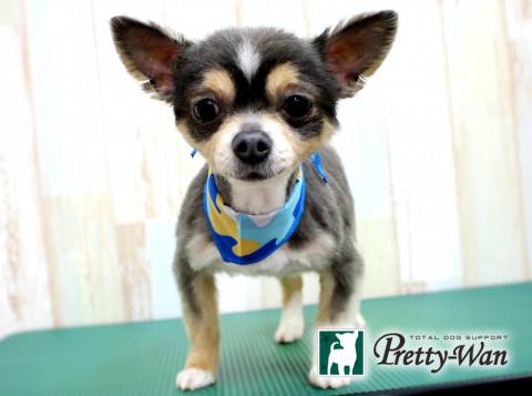 クロヤナギウナギ160425