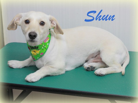イシハラシュン150817