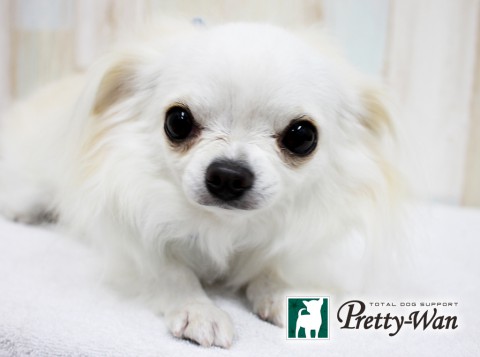 カトウミシェル160508