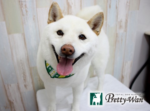 エサキハチ160315