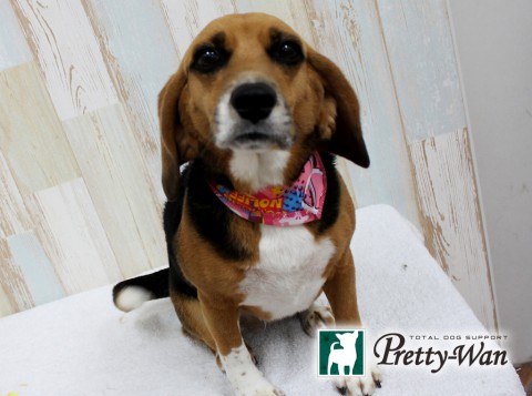 コバヤシラム160509