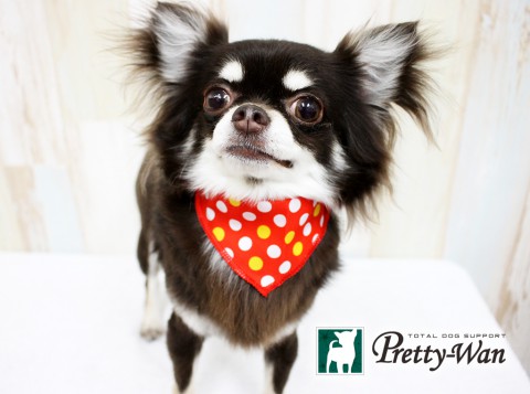 ヤマウチラン160607