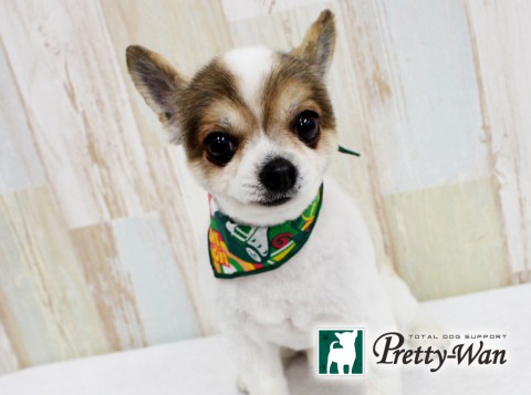 カワムラドン160611